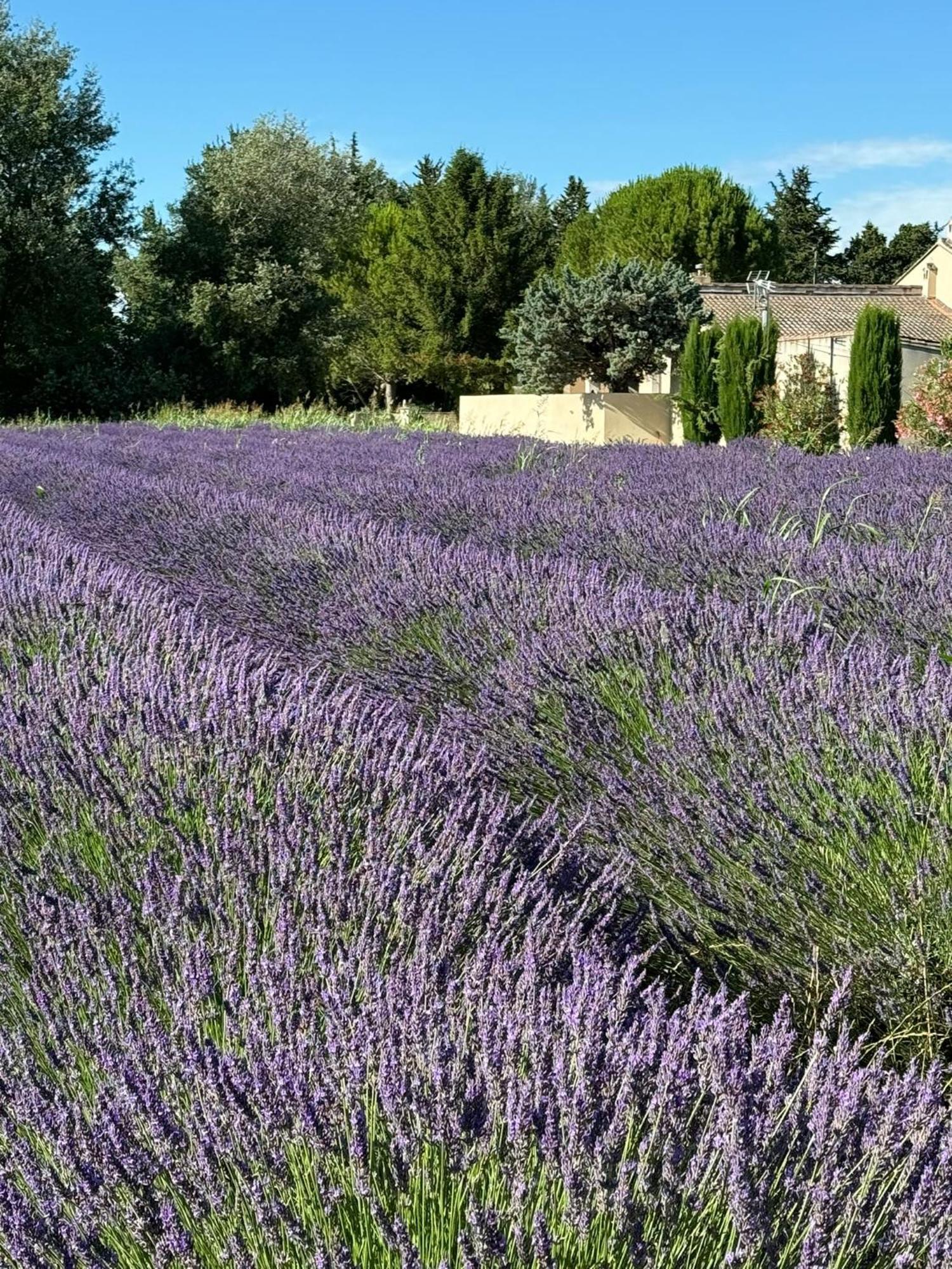 Appartement neuf et au calme proche Avignon Althen-des-Paluds Extérieur photo